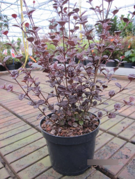 Preview: Schopfmyrthe Schwarze Perle - Lophomyrthus x ralphi Black Pearl